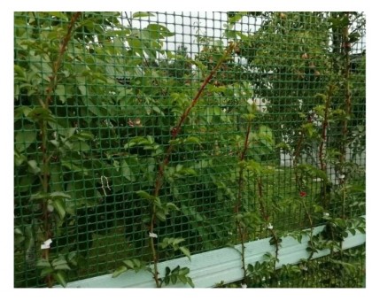 Сетка садовая 40*40мм (шир.1,5м, дл.10м) зеленая, из ПНД/ограждения дачных участков/птичьих вольеров